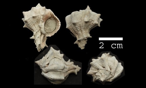 Bolinus brandaris torularius (Lamarck, 1822) - Pliocene